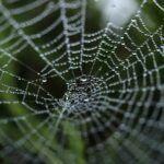 Az első weboldal a világon